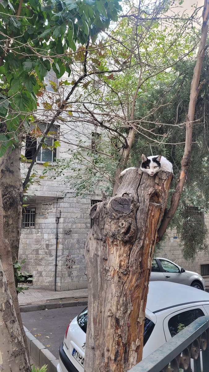 98_ashkan's tweet photo. Cat on the throne https://t.co/hKLZ5QHzw4