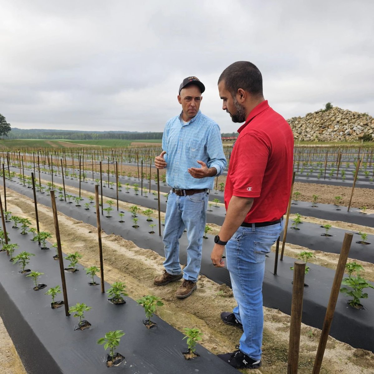 On #AgTech360 Dr. Torres Quezada, a researcher <a href="/NC_PSI/">N.C. Plant Sciences Initiative</a>, talks #specialtycrops research and the latest #agtech for growers. Discover how #RoboticsInAg can decrease labor costs, improve efficiency and support #SustainableAgriculture.

Listen: go.ncsu.edu/e_torres_queza…