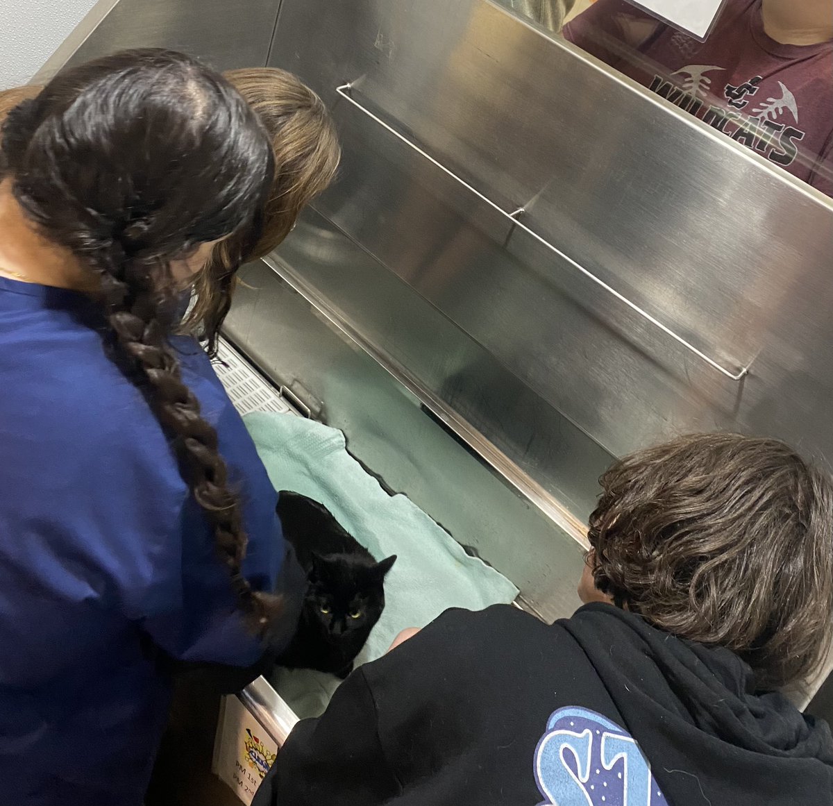 They had an idea, with some guidance they came up with a plan… I let them go with it. Guess what? The cat liked it!! When they need a little help grooming, we help them! 
<a href="/BTCareerTechED/">CTE</a> <a href="/bt_AgEd40/">Bridget Meade</a>