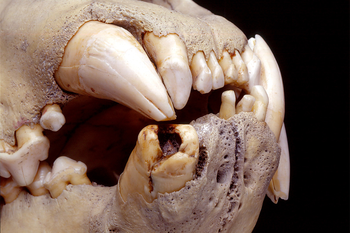 Cell Press (@cellpressnews) on Twitter photo Using hair found in the teeth of the infamous lions named the "Tsavo Man-Eater's," scientists uncover their diet consisted of humans, giraffes, and more. <a href="/CurrentBiology/">Current Biology</a>
Learn more: cell.com/current-biolog…
<a href="/adeflamingh/">Alida de Flamingh, Ph.D.</a> <a href="/MalhiRipan/">Ripan Malhi</a> Using hair found in the teeth of the infamous lions named the "Tsavo Man-Eater's," scientists uncover their diet consisted of humans, giraffes, and more. <a href="/CurrentBiology/">Current Biology</a>
Learn more: cell.com/current-biolog…
<a href="/adeflamingh/">Alida de Flamingh, Ph.D.</a> <a href="/MalhiRipan/">Ripan Malhi</a>