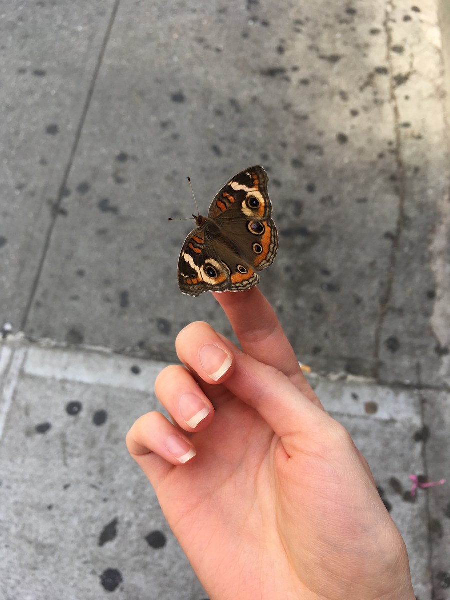 On october 1st 2019, a butterfly landed on my finger