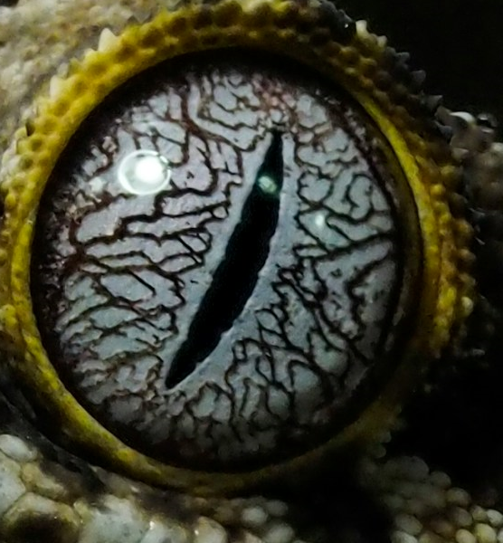 vssGhostShip's tweet photo. There's definitely unrest in the crew and something's wrong. Old Man McKinnon's making the sign to ward off the #evil_eye. Somehow, I don't think that'll help...
Please tag #vssGhostShip.
Our forty-fifth #prompt is #evil_eye. (#45) 🖤🏴☠️👻
📸Ron Hewson/Unsplash https://t.co/imh41g6Smq