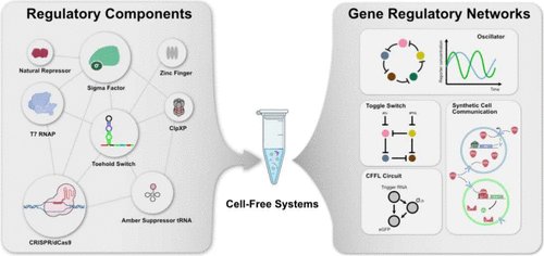 O_Borkowski's tweet photo. Very interesting review from the @MaerklLab:

Regulatory Components for Bacterial Cell-Free Systems Engineering
https://t.co/PDfBZ23dxt https://t.co/3zLuKRCvXq