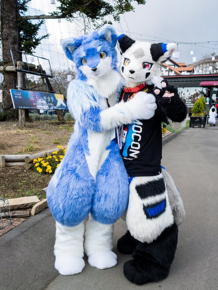 siroka885's tweet photo. 去年の #kemocon16 の思い出!
今年もKemoconに参加するから時之栖で会えたらよろしくね!!
#Kemocon
#kemocon17
#FursuitFriday https://t.co/0Ojw4kKJgt