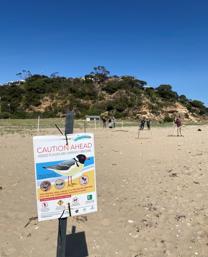CrimeStopperVic's tweet photo. Please Paws for Plovers at Portsea – Hooded plovers are nesting on Portsea frontbeach for the first time in years. To give them a chance we need dog owners to keep their pets on a leash. 

Hooded plovers are protected under the Wildlife Act 1975. Go to https://t.co/ywtSXfaUFx

📏 give lots of space
🚫 stay out of fenced-off nesting areas
🦮 keep dogs on-lead

@DEECA_Vic @BirdlifeOz