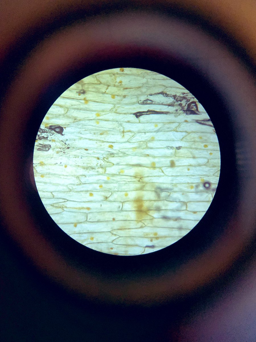 stjosephs1992's tweet image. 🧪 Huge shoutout to our Year 8 Science superstars in 8AOR! 🌟 They created incredible onion cell slides, showing off their microscopy skills. So proud of their curiosity and precision! 🔬👏 #ScienceClass #FutureScientists #Microscopy #STEM