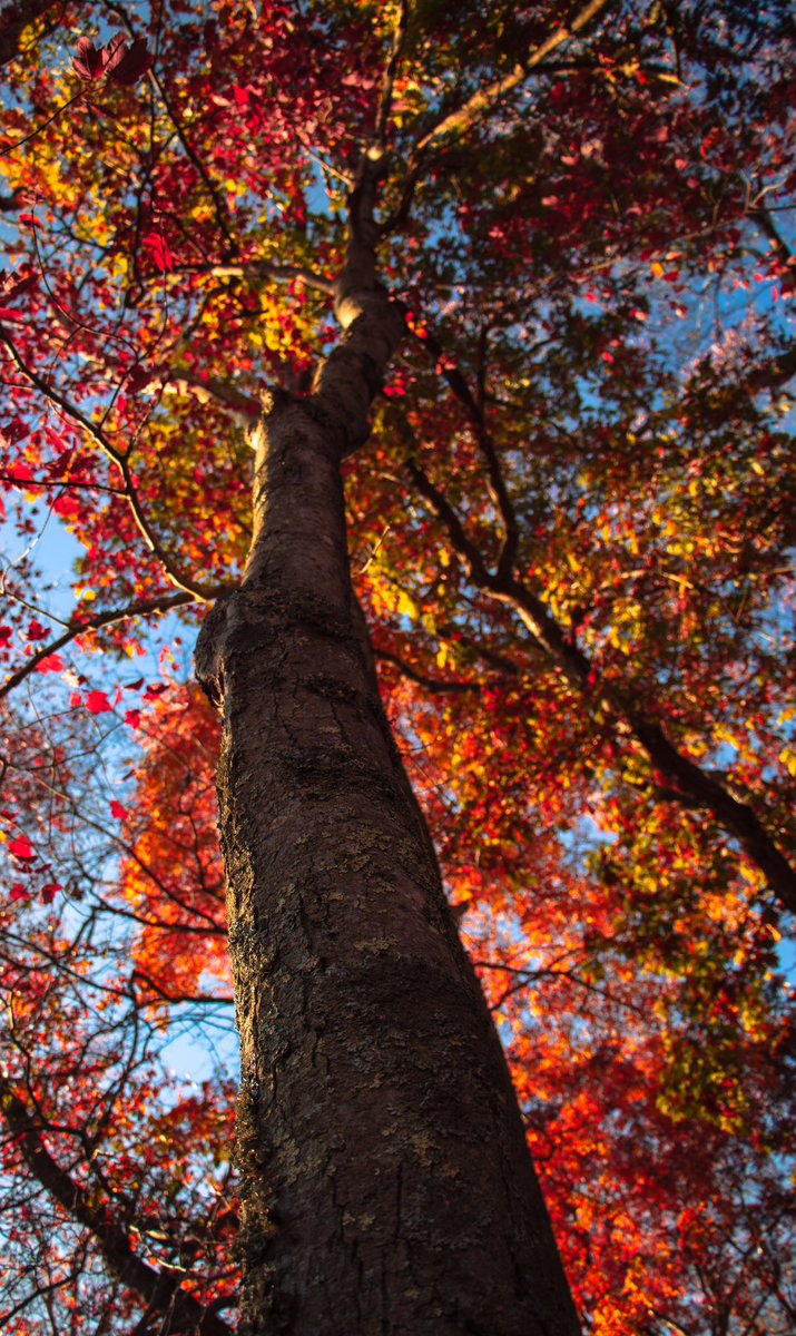 Ang_XoXo17's tweet image. Fall on Long Island 🍁🔥