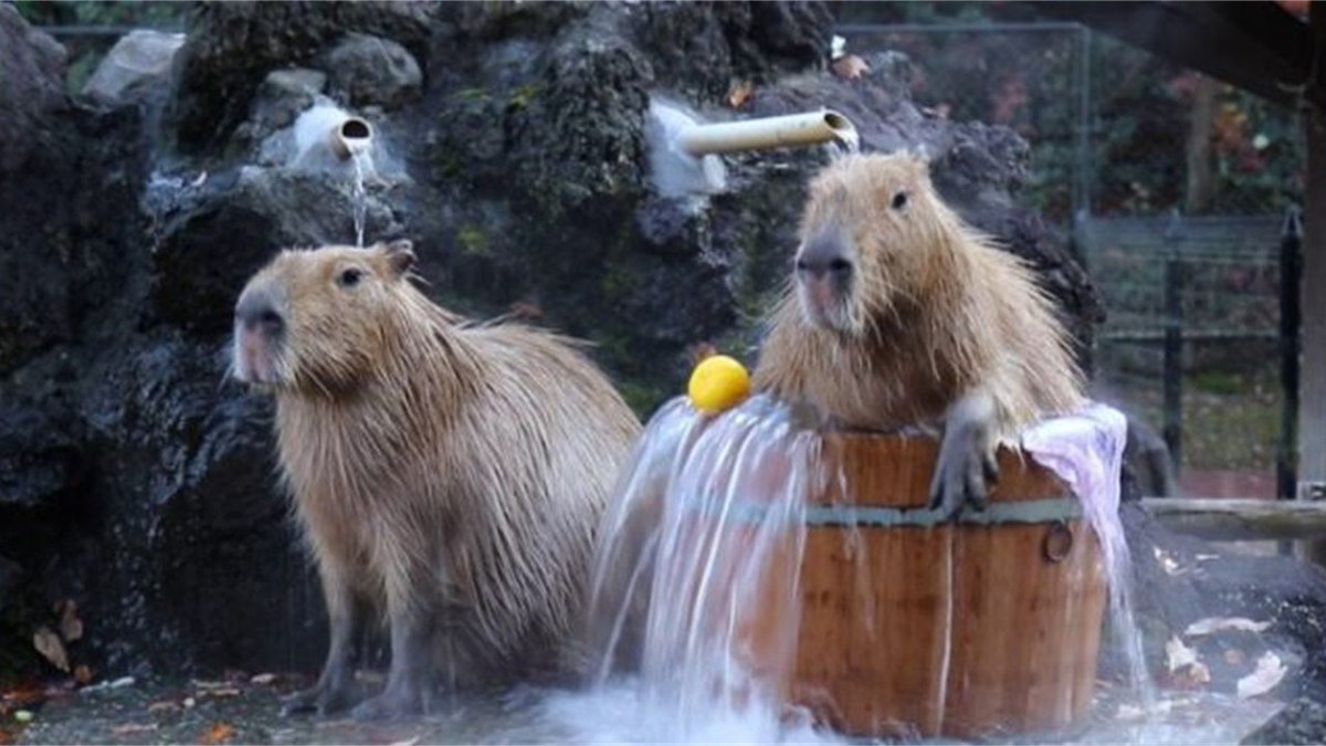 capysol_'s tweet photo. What’s a capybara’s favorite type of weather?
-- Anything wet! We’re all about rain or shine... as long as there’s a pond nearby.

Coming on $SOL #memecoin  #Solana #Solanamecoin https://t.co/jtb3ASAIgh