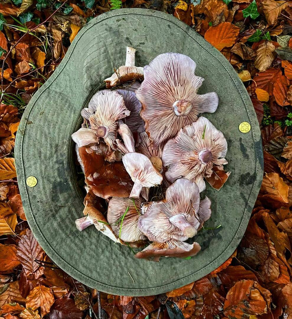 markwildfood's tweet photo. Wood blewits usually like a hint of frost before they really get going, but they’ve given up waiting this year…
Their name is s little misleading as, although they are happy rotters of leaves or needles in wood edges &amp; hedgerows, they also regularly tur… https://t.co/CDMzQhIA6q https://t.co/NBj3MmH1CL