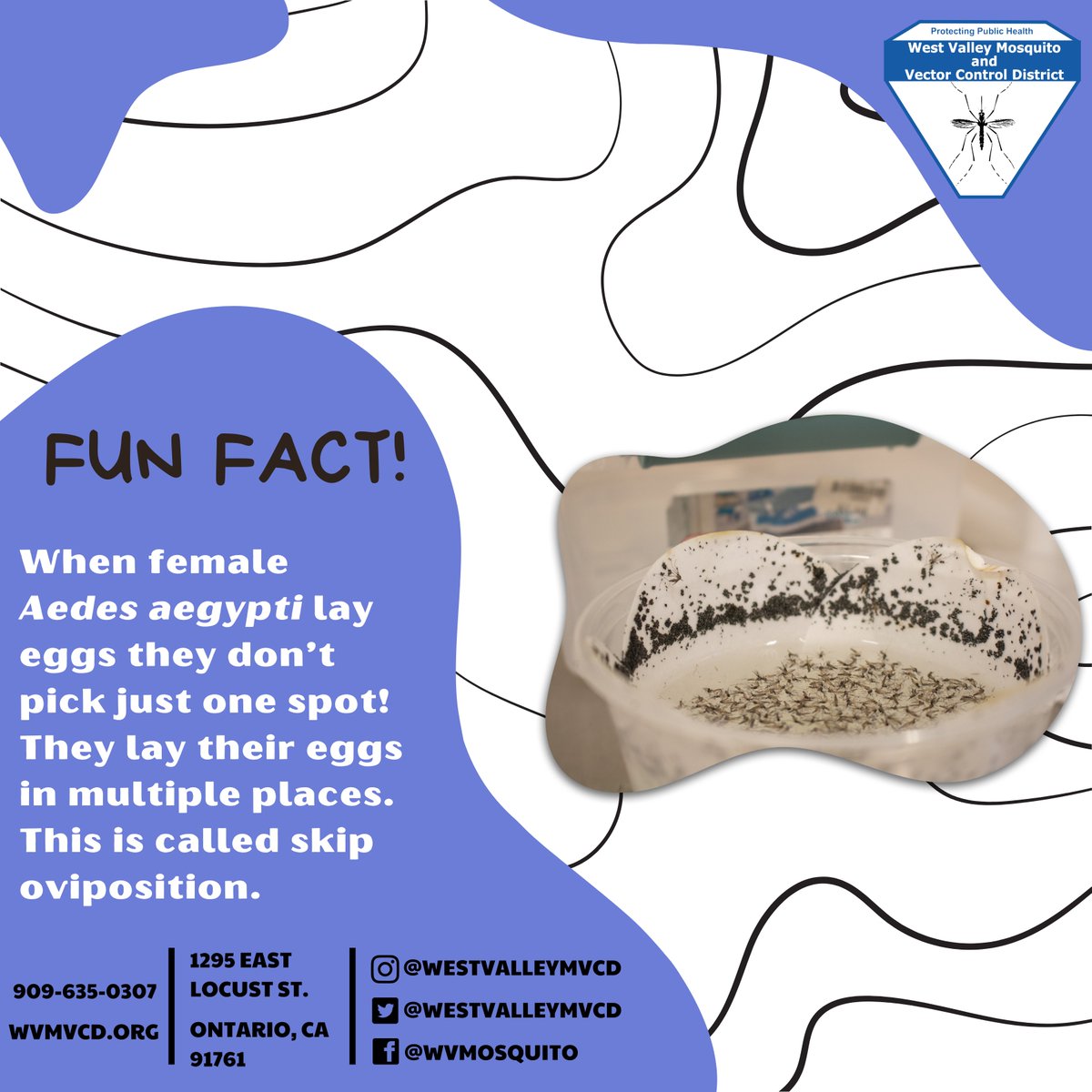 westvalleymvcd's tweet photo. Here is a fun fact about mosquitoes that you may not have known! For more information about mosquitoes and how to prevent them, please visit our website! @CityofOntario @CityofMontclair @CityOfRC @City_of_Upland @CityofChinoGov @Chino_Hills https://t.co/yNqXXbb7gy