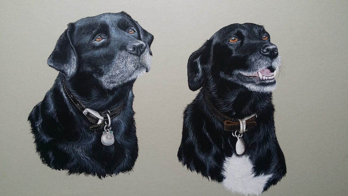 Clare Donegan BEM Military Artist (@claredonegan72) on Twitter photo Such a privilege to have been commissioned by Pink Floyd's drummer, Nick Mason.Not once,not twice but three times,my favourite animal portrait to date. I'm taking commissions for Christmas but time is running out!
<a href="/claudelittner/">Claude Littner</a> <a href="/Raj_Bisram/">Raj Bisram</a> <a href="/RobbieRinder/">Rob Rinder</a>
claredoneganmilitaryart.co.uk Such a privilege to have been commissioned by Pink Floyd's drummer, Nick Mason.Not once,not twice but three times,my favourite animal portrait to date. I'm taking commissions for Christmas but time is running out!
<a href="/claudelittner/">Claude Littner</a> <a href="/Raj_Bisram/">Raj Bisram</a> <a href="/RobbieRinder/">Rob Rinder</a>
claredoneganmilitaryart.co.uk