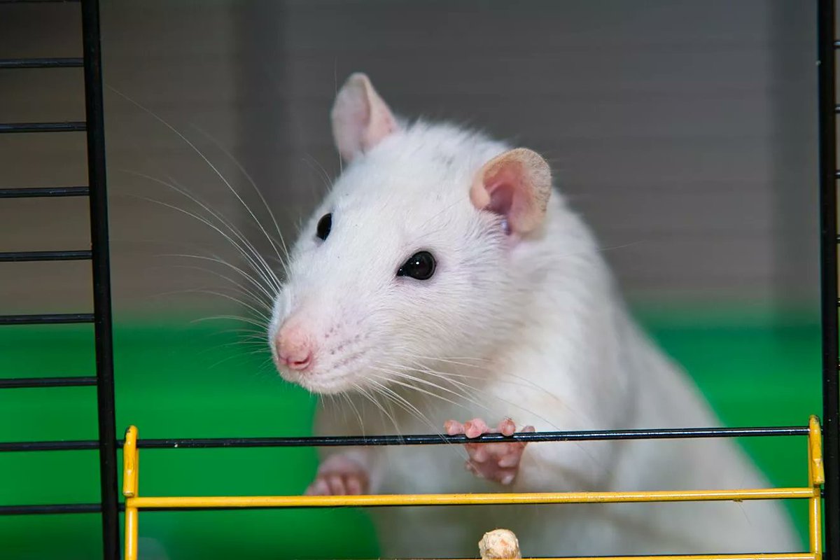 I launched $pythia 

How it was:

Saw an interesting news story about a rat that was implanted with an AI chip.

And decided to create a token for fun.

As a result: ATH at 14kk.

Made $400 on it xd.

$pythia to millis