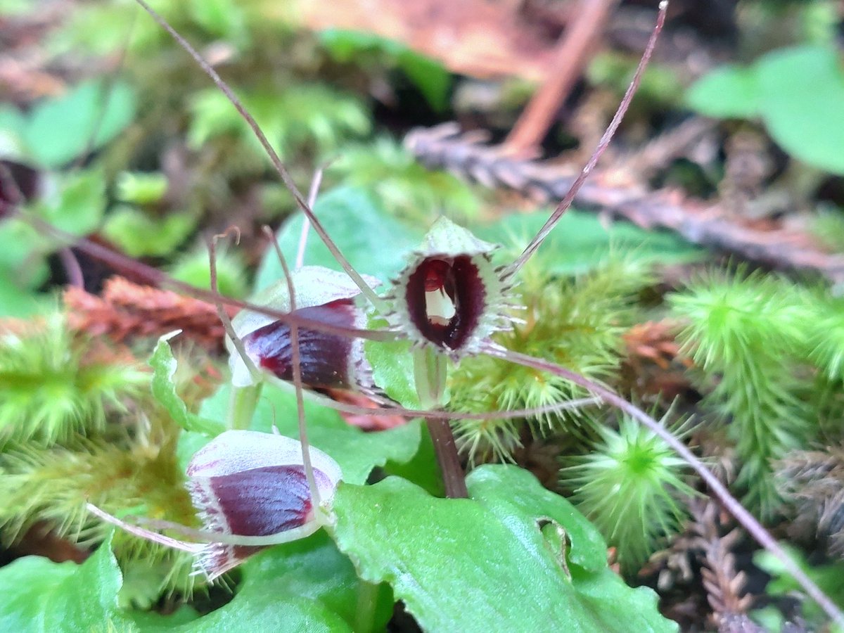 Spider orchids