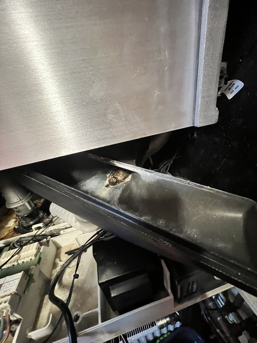 PlumbingBarman's tweet photo. Bird in the sump is worth two in the bush
#ThankWorcesterForThat https://t.co/uMusktSF1m