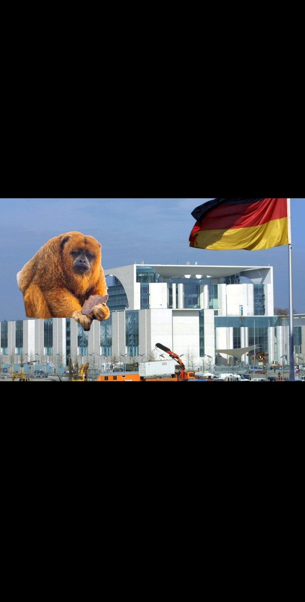 chriswolferts's tweet photo. Strange, that the political Germany is unprecedented so stuck. #Germany

P.S. Gotta love the ape (picture my own). https://t.co/yK0TpjBFbK