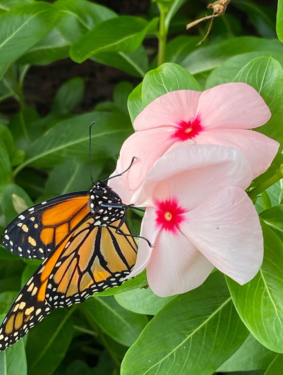Tomorrow, Friday at noon, we will be releasing more Monarch Butterflies by the Turtle Bar!