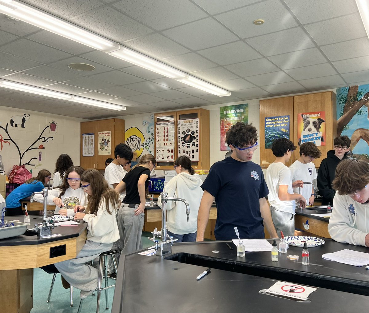 Students in Ms. Rosens class doing a lab on enzymes analyzing how they work and how different factors affect their activity.