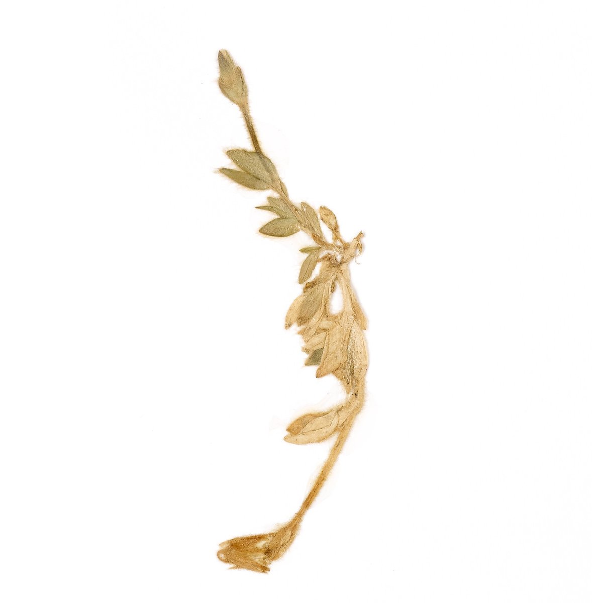 RBGV Science tweet media