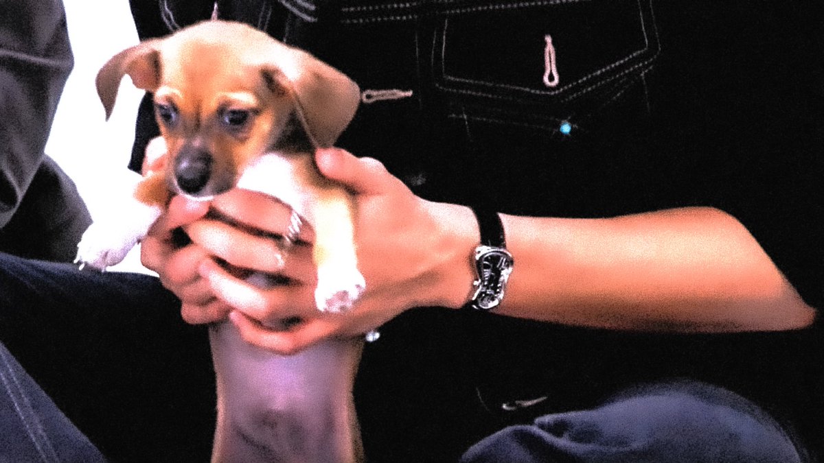 sevenpixells's tweet photo. 🐾 https://t.co/whoVAwNT0H