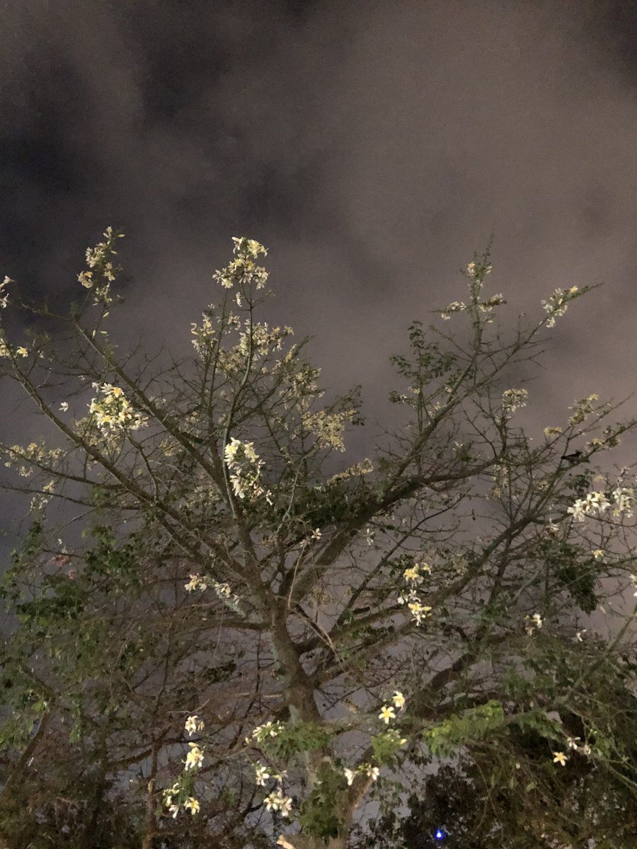 أدرب نفسي علي التقاط الجمال طوال الوقت🤍