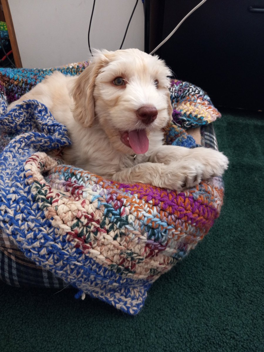 Maximum cuteness. Buddy as a puppy.