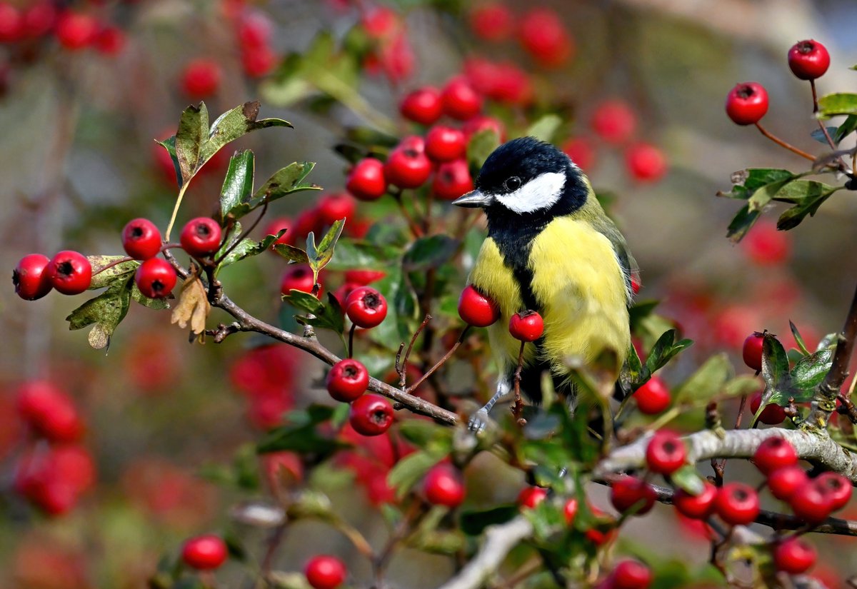 Great Tit and berries! 😍
 It's Friday... you know what to do! 😉🙏😀🐦♥️