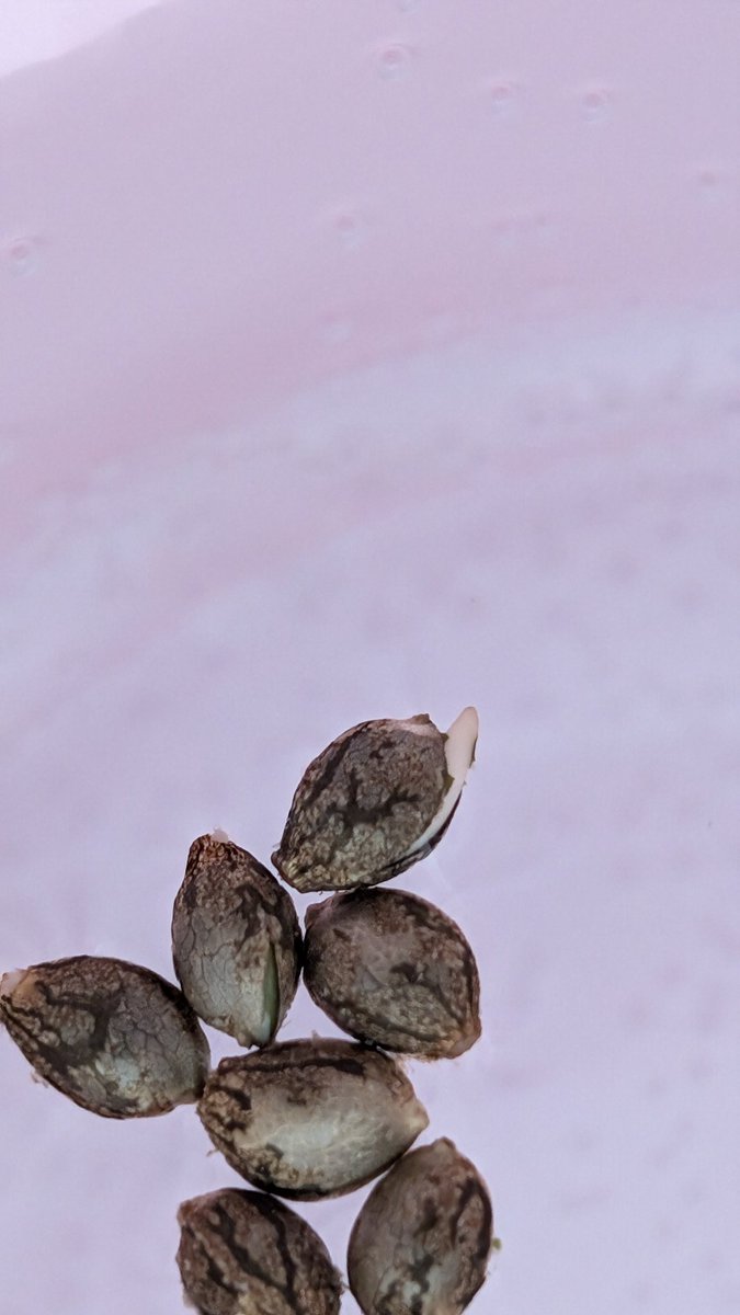 BlkLeafGenetics's tweet photo. 6 Hours Floating In RO Water. We have life 

What's the fastest you have seen roots pop??

#CannabisCommunity #BLG #GotRoots  #Germination #FloatTech https://t.co/ZFc85GZ3ZR