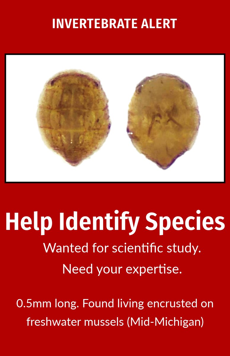 Woolnough Mussel Lab (@mussellab_dw) on Twitter photo We have one last “unknown” in our samples—any ideas to help <a href="/MusselLab_DW/">Woolnough Mussel Lab</a> MS student? Someone ought to know what this is. We have one last “unknown” in our samples—any ideas to help <a href="/MusselLab_DW/">Woolnough Mussel Lab</a> MS student? Someone ought to know what this is.