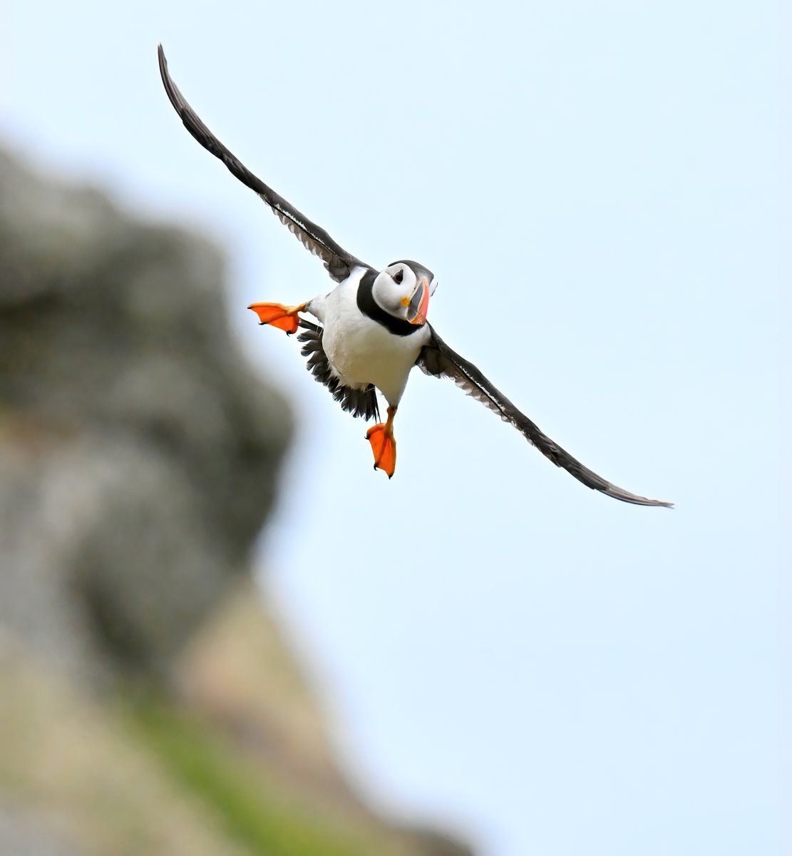 Currently wondering if I can keep #TheDailyPuffin going until Christmas, as promised... 🤔😅🐦