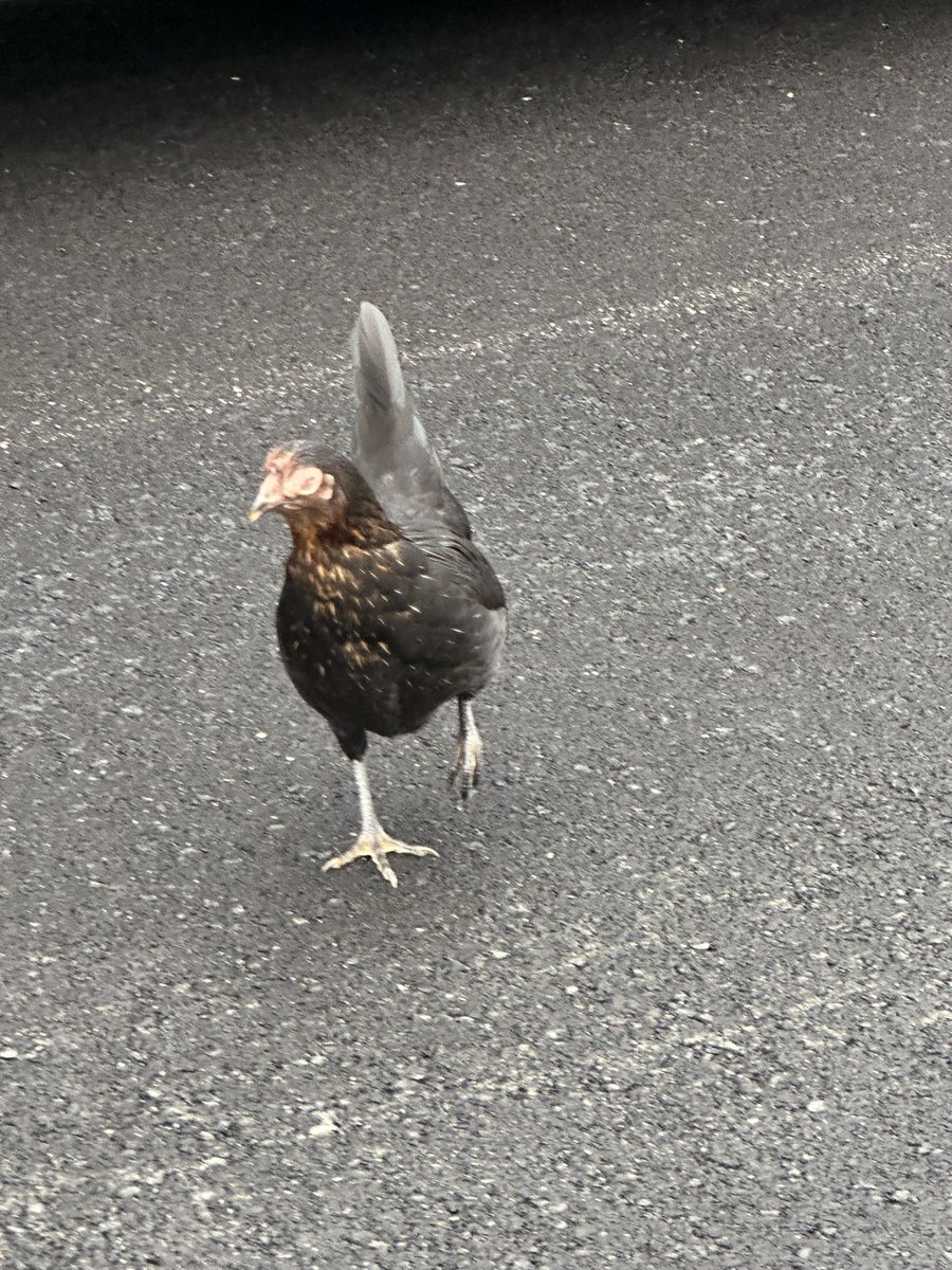 RedJakiBlue's tweet photo. @mspark It’s my firm belief that this is a crow mimicking a chicken to lure me to my death. https://t.co/2OJlA3st87