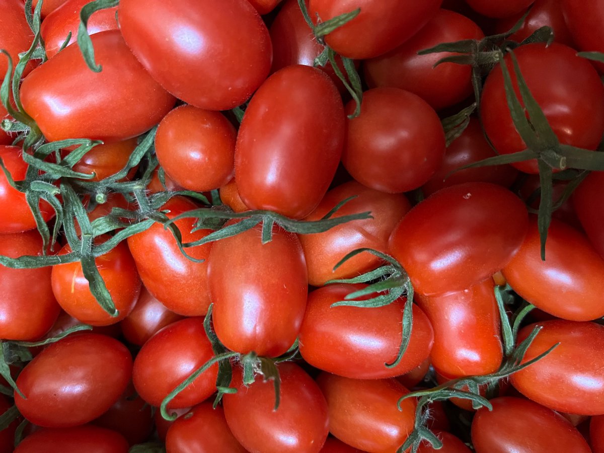 MisuTomatoFarm's tweet photo. おはようございます🍅
トマトの収穫が始まりました！
本日より営業開始
11/8 (金)9:00〜13:00

本日のラインナップ
◎ミニトマモモちゃん
◎アイコ
◎フルーティカ
◎トマトのめぐみちゃん
◎里芋
数量限定でなくなり次第終了。
皆様のご来店お待ちしております！

#三須トマト農園
#直売所 
#都市農業 https://t.co/ixe4SBgGHo