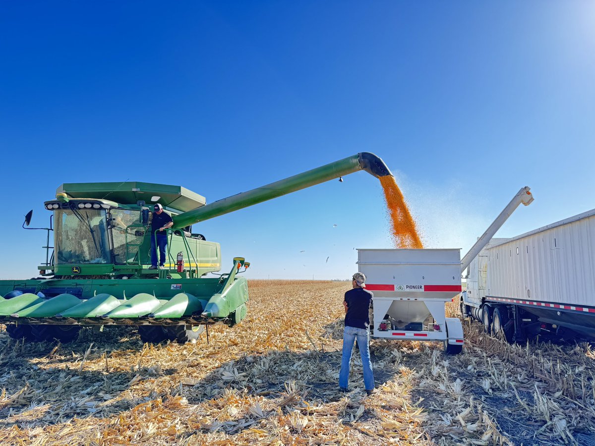 LegacyAgService's tweet photo. Our fourth test plot data is here! Planting date: May 18, 2024. Harvest date: October 24, 2024. Plant population: 17. Swipe to see the hybrid results. #pioneerusa #PioneerSeed https://t.co/vPtDRuC8PZ