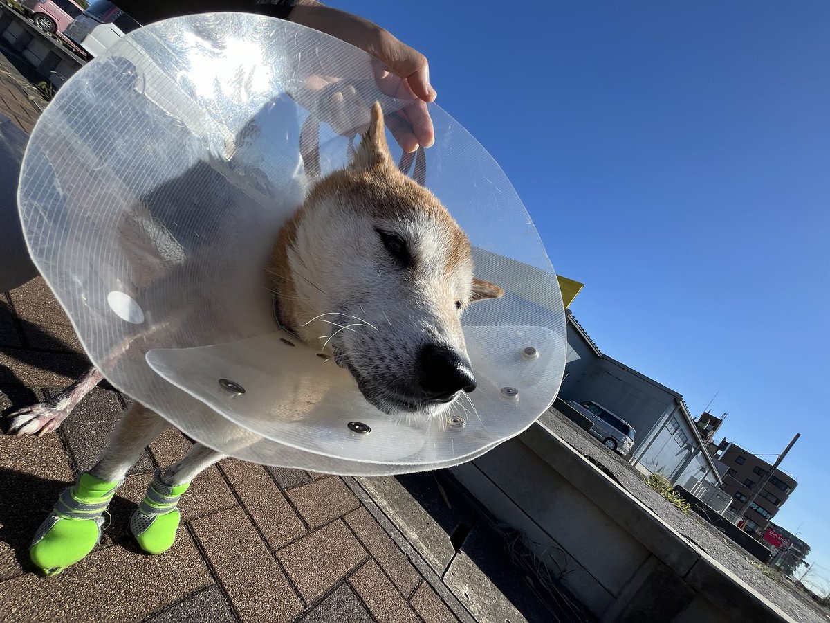 引越し先決まり、家も3日で借主が決まりました🏠駅から近いからね🚉

#柴犬　#引越し　#shibainu