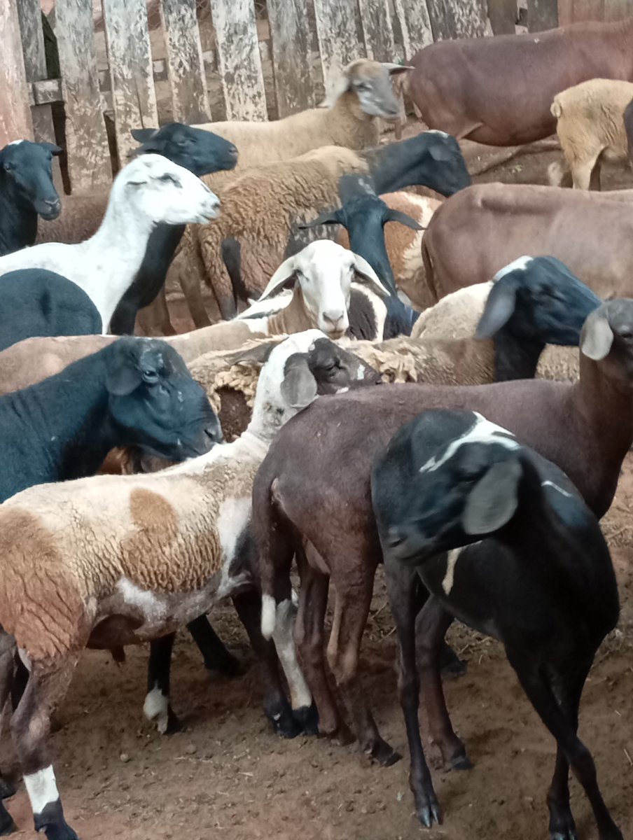 Día del campo