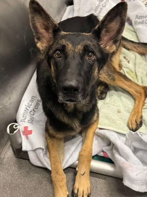 Suspense4568's tweet photo. 🆘🆘🆘TBK 11/8 #DallasTX EMAIL BY 11 AM
NO EMAIL=DIES FOR SPACE‼️OUT OF STATE ADOPT
✨👋Zoey #A1232049
3 YR SOCIAL W 🐕HIND LEG ISSUES #PLEDGE
https://t.co/PmLON726gF
#dogsontwitter #FosterMe #dfw #Denton #Frisco #Carrollton #Austin #Texas #Celina #Arlington #FlowerMound #GSD https://t.co/AwUQotAlZL