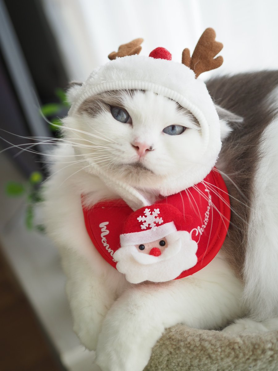 abcd123abab's tweet photo. クリスマス撮影🎅
おななちゃんサイズ小さくておこw
写真見返したらめっちゃ怒ってるwww
結果スタイだけになりましたw

#ラグドール
#猫と楽しく暮らそう 
#ねこかわいい 
#おなな https://t.co/39ptgrCNcl
