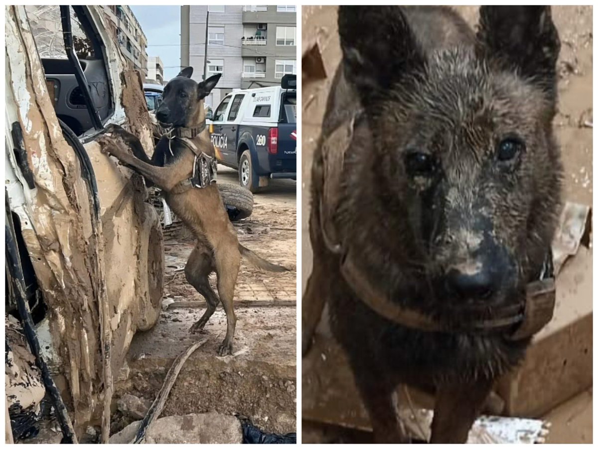 #FelizViernes 
Héroes que no salen en las noticias,
 Merecen igualdad, libertad y justicia, 
Valentía, pureza e inocencia,
No merecen maltrato ni violencia,
Ellos se lo merecen todo,
Caritas dulces llenas de lodo, 
Gracias a  los perros rescatistas, 
De la nobleza especialistas