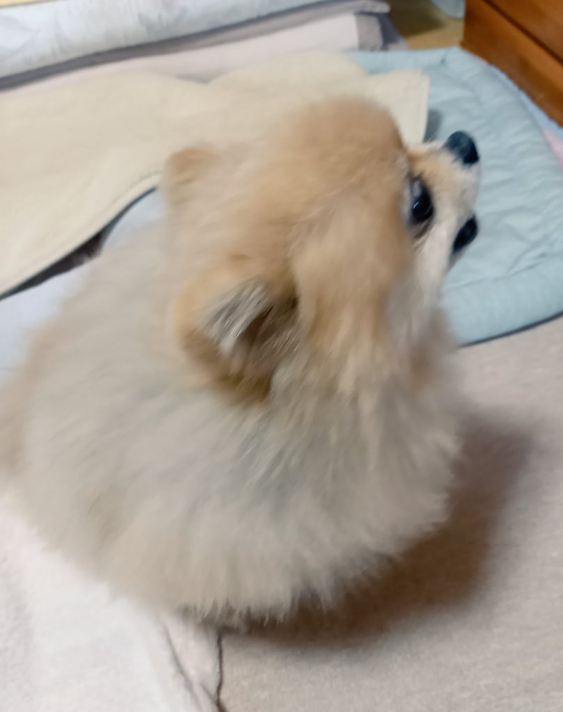 こっち側を撫でて～🐶

#ポメラニアン