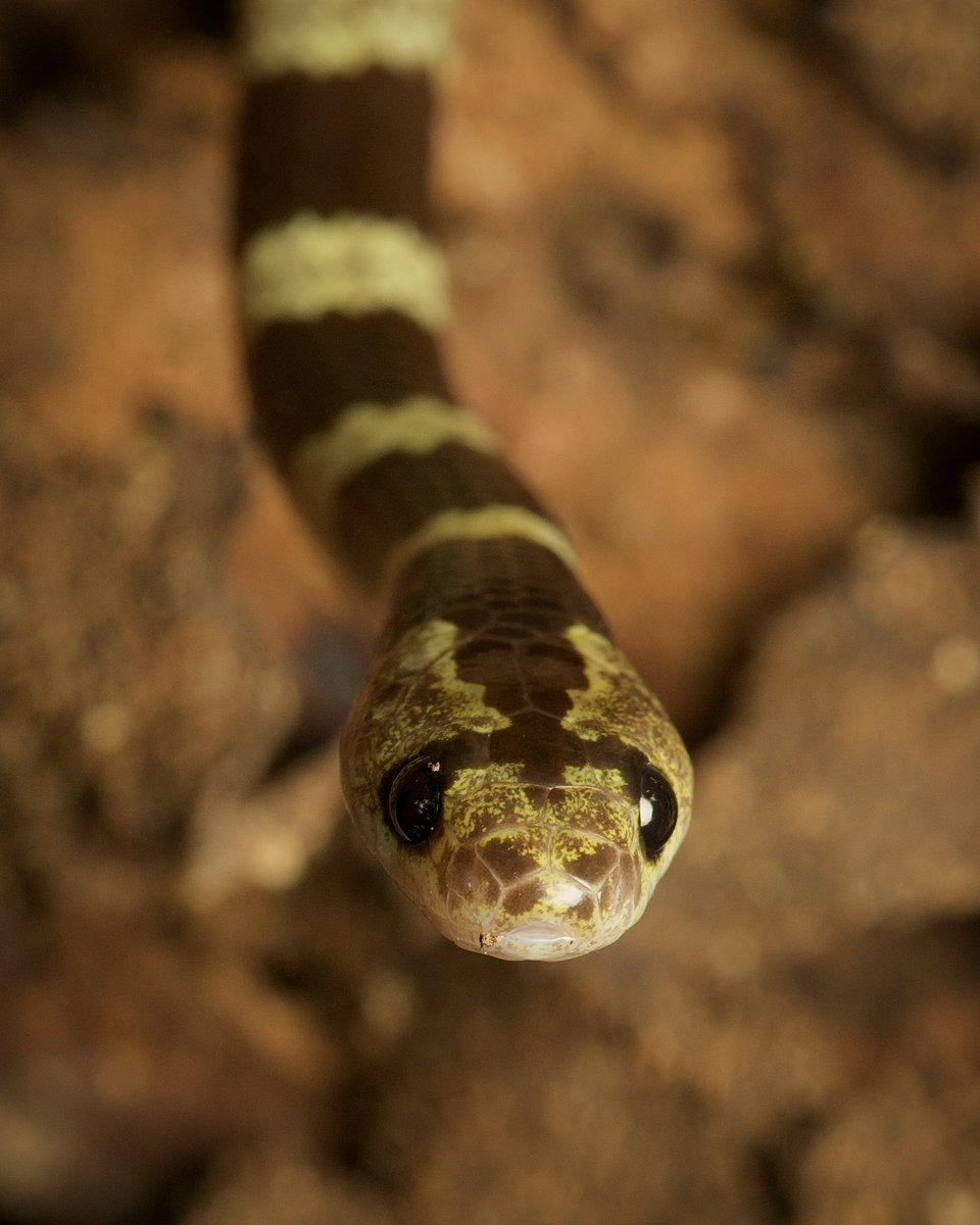 incidental naturalist tweet media