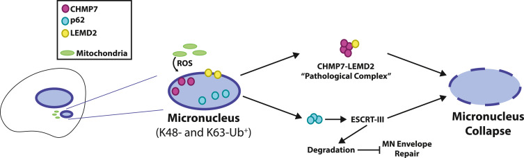 A road to rupture: New insights into the loss of micronuclear membrane integrity dlvr.it/TG3nhr