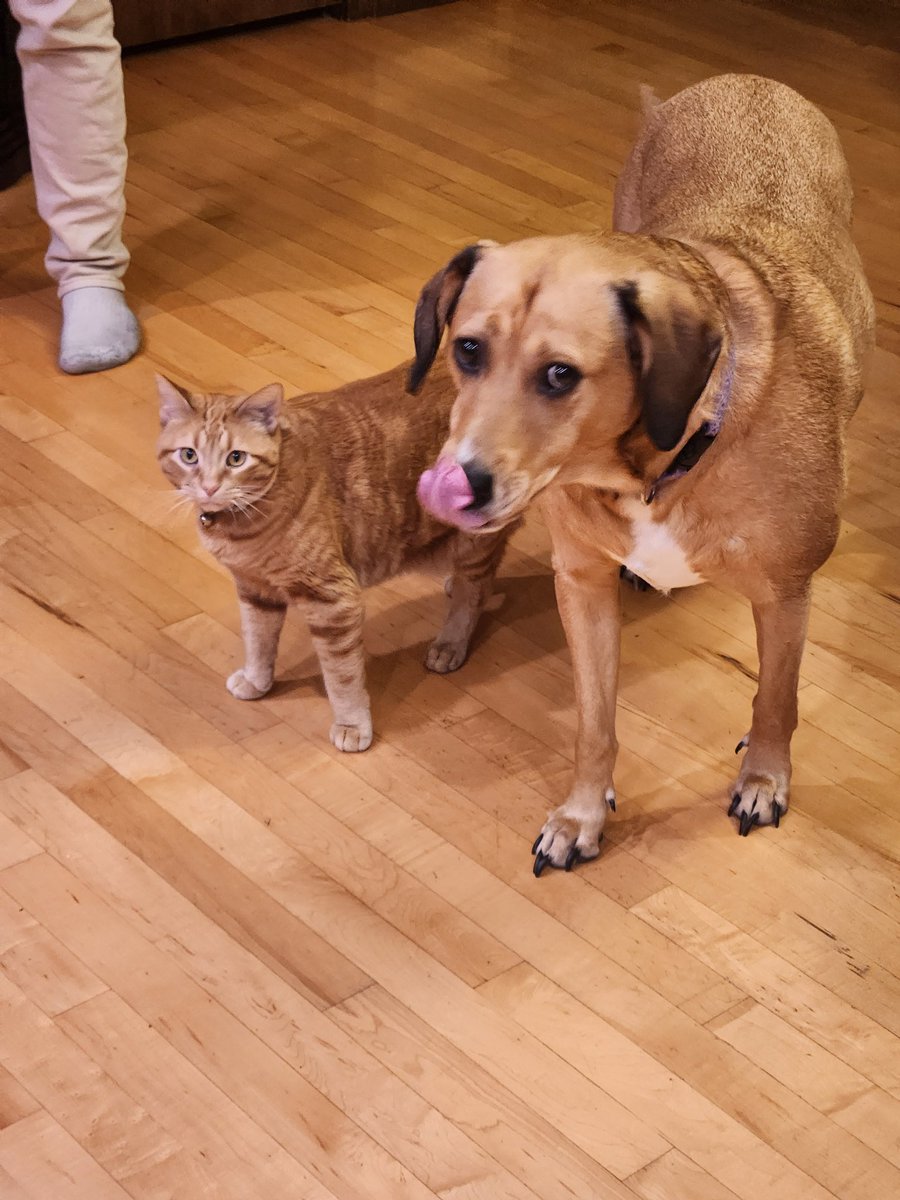 I open /one/ can of diced tomatoes and I turn around to see these two...