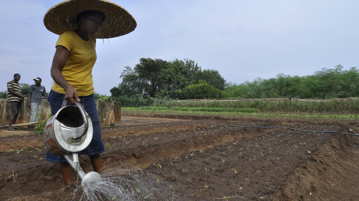 Climat: l'ONU s'inquiète du manque de financements destinés à l'adaptation des petits agriculteurs
➡️ go.rfi.fr/blc