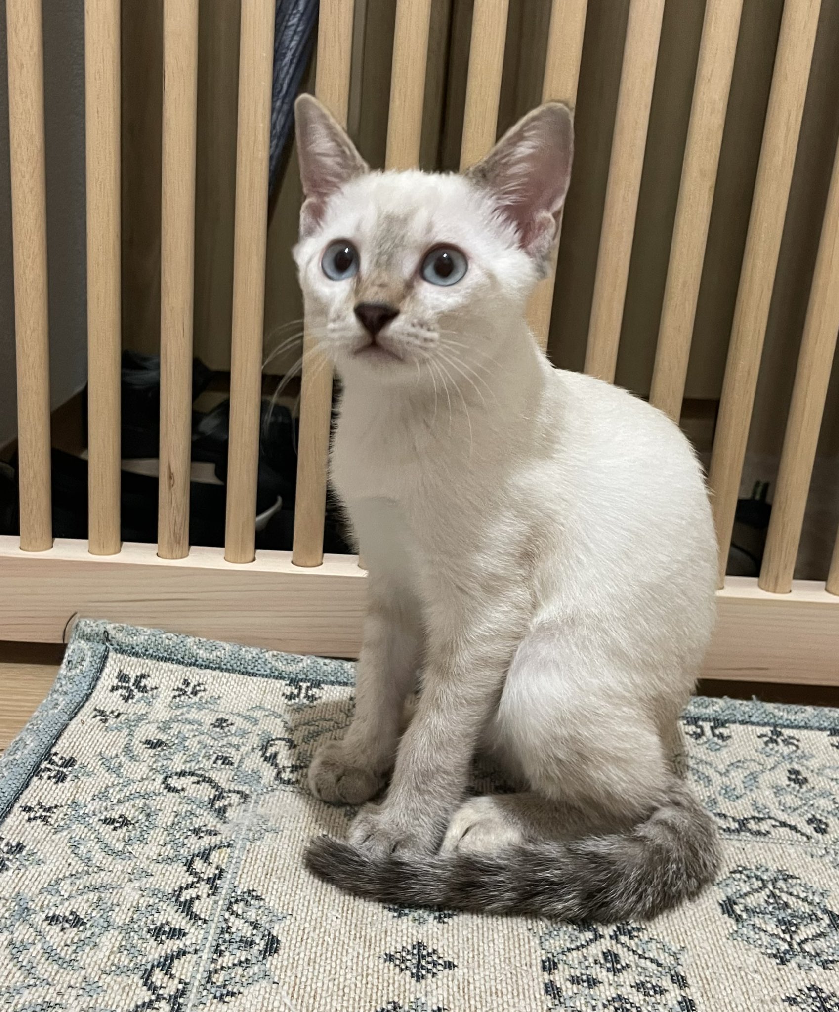 ウチの猫の毛色は？意外に多い毛色の呼び方17種！ | 猫壱