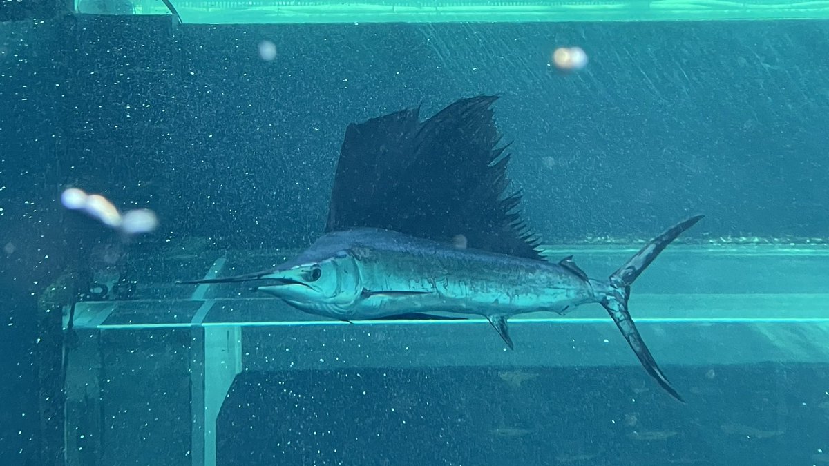 カジキ 角 1m超え 巨大カジキの吻飾り (長さ=1メートル、重量=1.4kg)