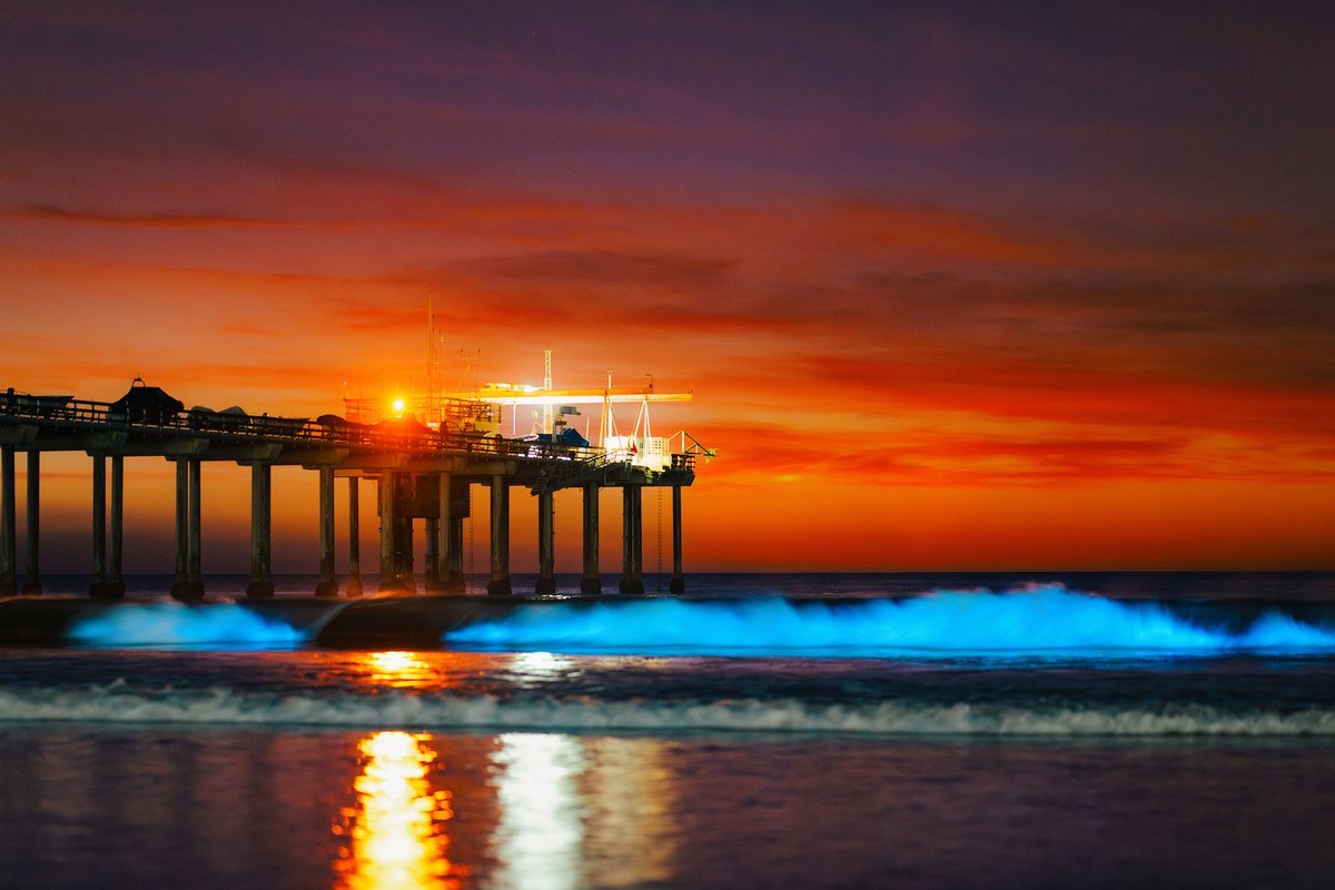Scripps Institution of Oceanography (@scripps_ocean) on Twitter photo π
Stunning photos from <a href="/UCSanDiego/">UC San Diego</a> photographer <a href="/erikjepsen/">Erik Jepsen</a>. These shots were taken on Nov. 5 & 6, but you may be able to still see some bioluminescence tonight(no guarantees, though!). More from Scripps scientists on why we can't predict bioluminescence: lat.ms/3YUY8gA π
Stunning photos from <a href="/UCSanDiego/">UC San Diego</a> photographer <a href="/erikjepsen/">Erik Jepsen</a>. These shots were taken on Nov. 5 & 6, but you may be able to still see some bioluminescence tonight(no guarantees, though!). More from Scripps scientists on why we can't predict bioluminescence: lat.ms/3YUY8gA