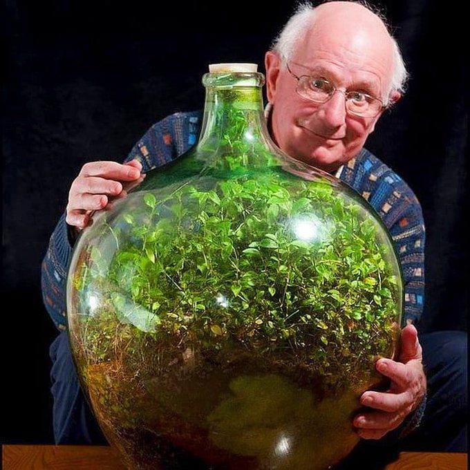 fasc1nate's tweet photo. In 1960, David Latimer placed a spiderwort plant in a big glass bottle with a bit of water and sealed it.   

He only opened it once in 1972 to add more water and then closed it forever.   

This little garden in a bottle has been growing for over 60 years.   

 How does it work? The garden in the bottle is a self-running ecosystem.   

Bacteria in the soil eat the dead plants and turn the plant's oxygen into carbon dioxide for photosynthesis.   The bottle is essentially a small model of Earth.