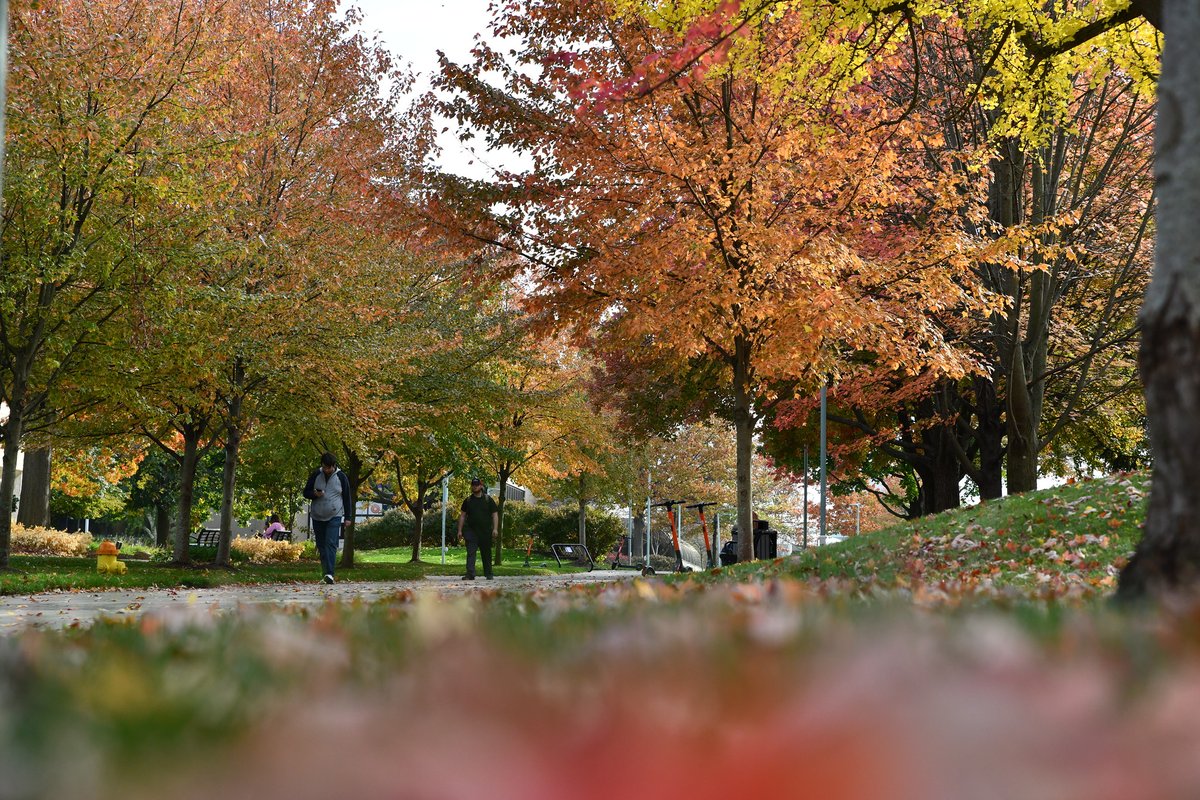 uakron's tweet photo. "Autumn leaves falling down like pieces into place" π π #UAkron #Autumn https://t.co/7x2wyjbwu5