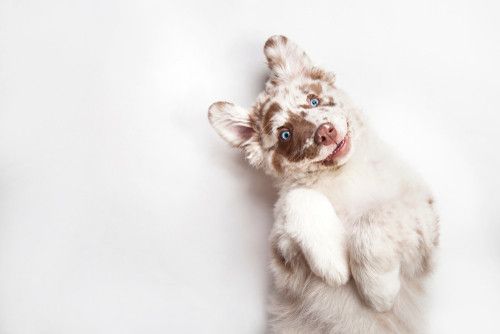 DarwinDogs's tweet photo. Just got a new puppy and don't know what supplies to get? Check out our list of essential toys and tools!

https://t.co/frBXzEjupH

#DogTraining #DogLife https://t.co/lLnlP4PbpO