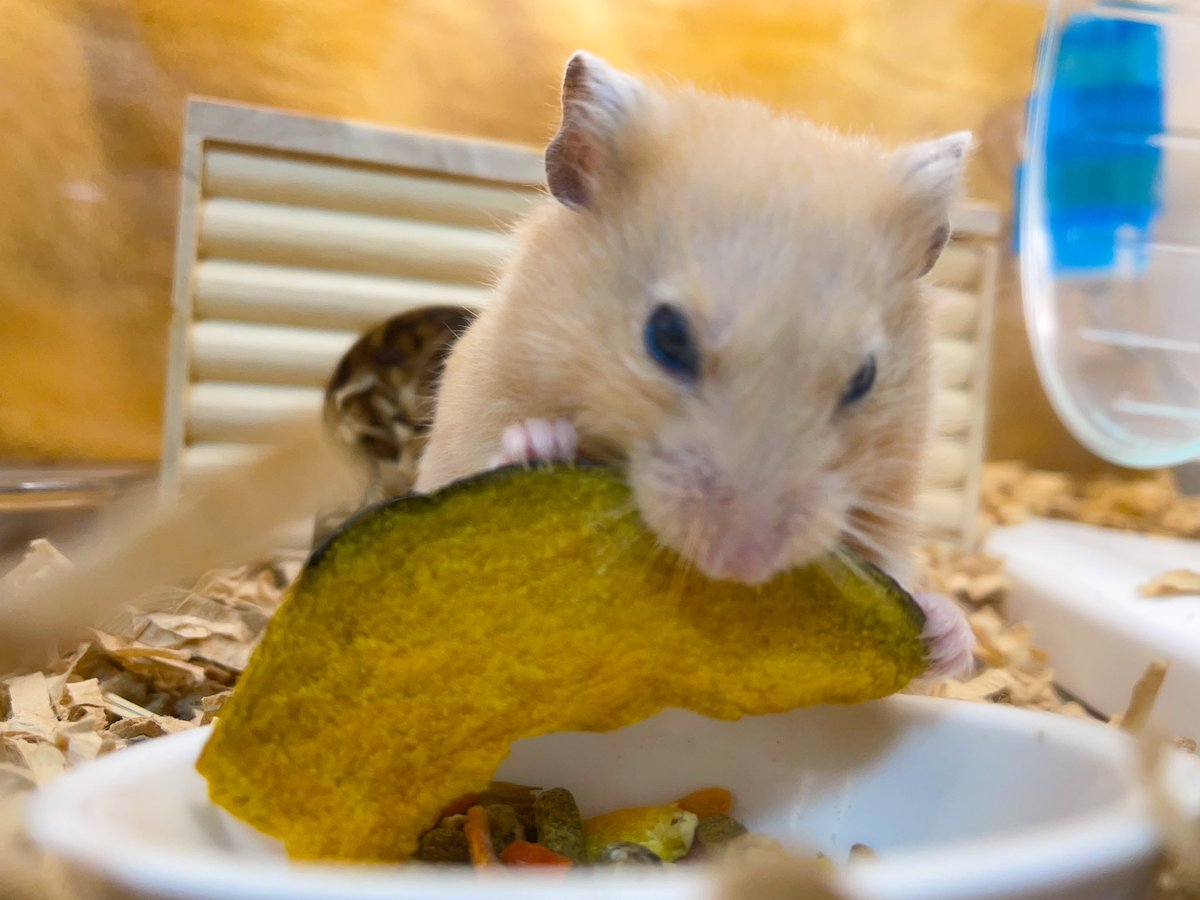 muukunchi's tweet photo. がぶぅー🐹
＃ハムスター https://t.co/xmi76o7YMK
