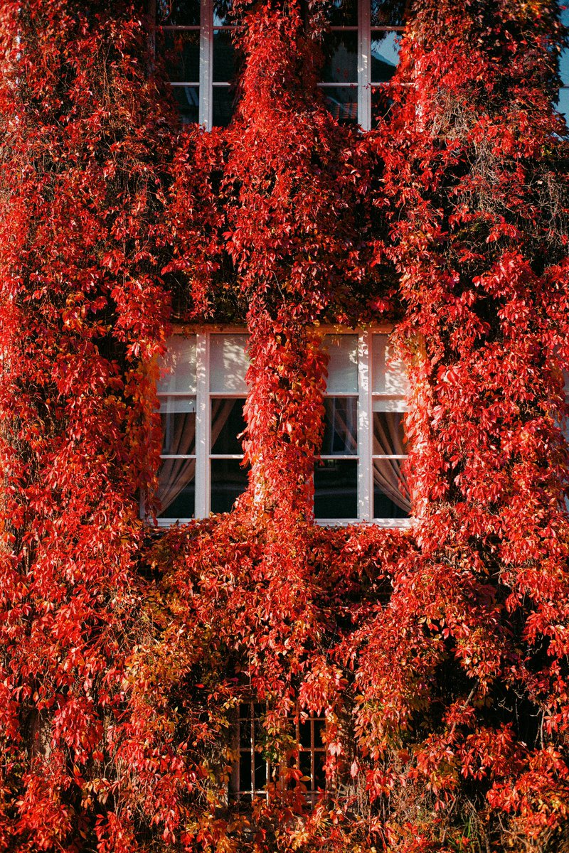 simonmigaj's tweet photo. Ah Autumn 

#photography #autumn #leica https://t.co/NfuhnaJWQq